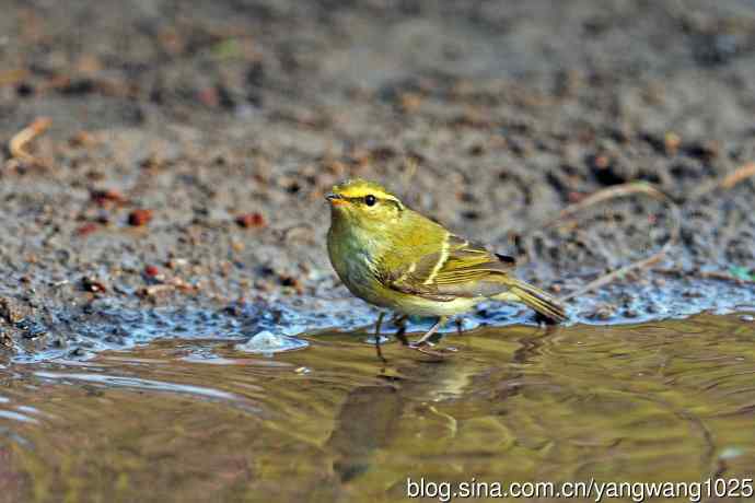 黄腰柳莺（17）