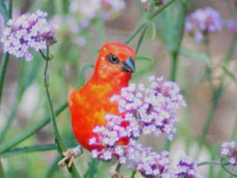 极品红色鸟类:红艳织雀 极品红色鸟类:红艳织雀