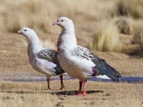 犬科：狐亚科伪狐属之高地狐、河狐、秘鲁狐