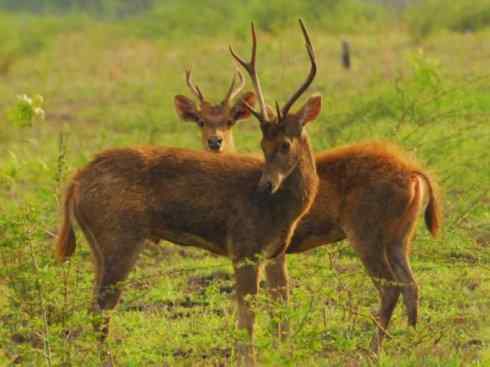 麒麟:传说的兽原型探秘(梅花鹿) 麒麟:传说的兽原型探秘(梅花鹿)