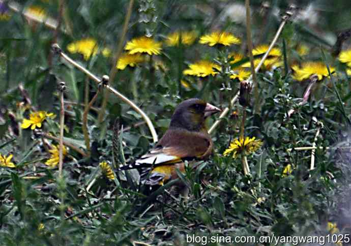 北京天坛公园的鸟类——欢快的金翅鸟