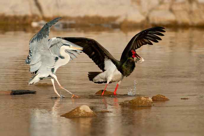 鹭鹳相争 wbr拍翁得意☆★ 鹭鹳相争 wbr拍翁得意☆★