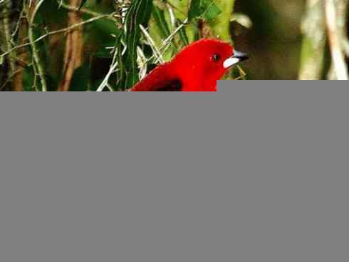 极品红色鸟类：巴西仲嘴雀