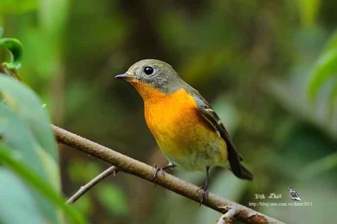 萌鸟鈥斺旔都l贺双十一
