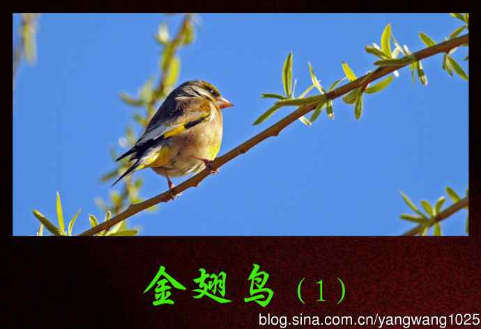 北京天坛公园的鸟类——金翅鸟（1）