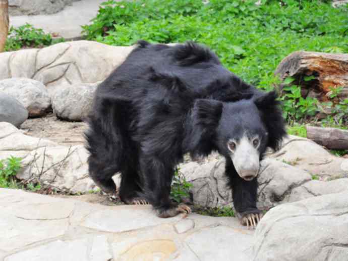 盘点十二大著名食蚁动物：懒熊