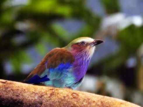 猎奇:十大奇异鸟类之四 猎奇:十大奇异鸟类之四