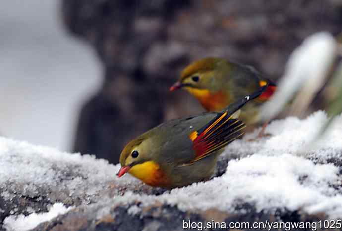 雪中相思鸟 wbr1