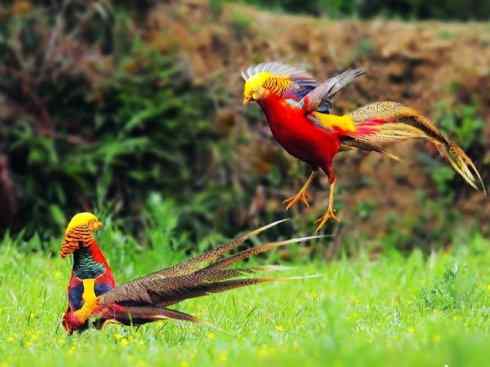 凤凰：传说中的鸟原型探秘（锦鸡）