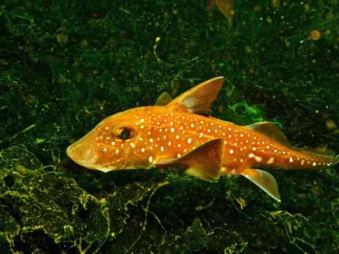 鱼类活化石：银鲛