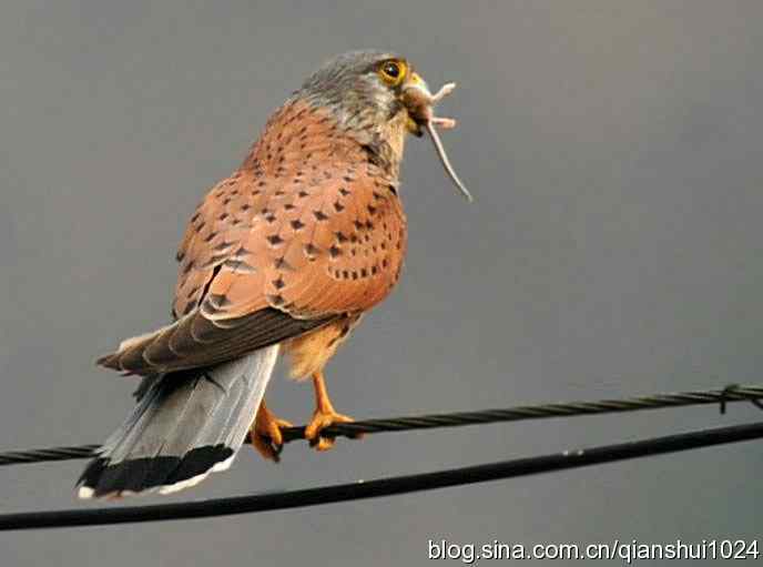 红隼的美味午餐(白河湾)