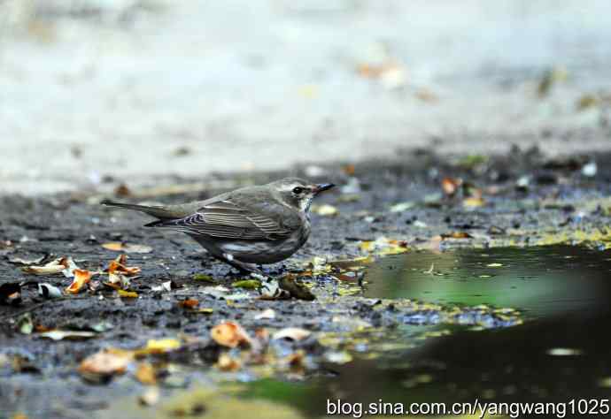 赤颈鸫的一个亚种（记录版）