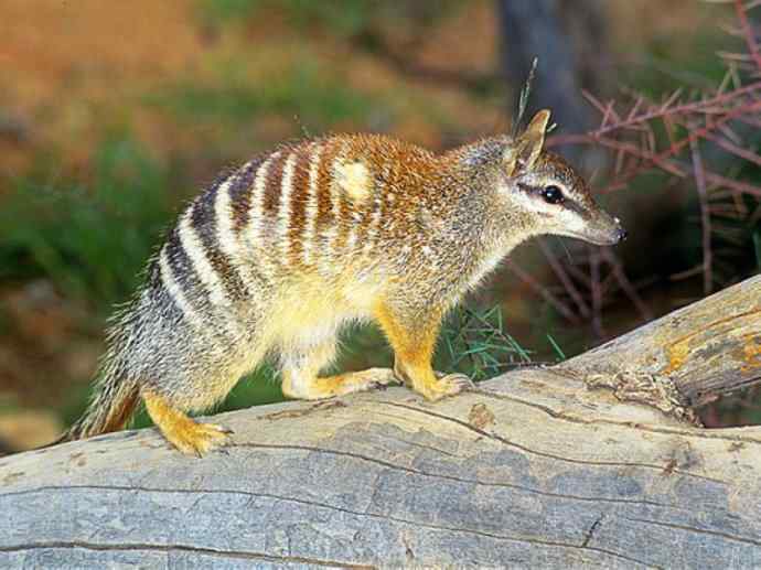 盘点十二大著名食蚁动物:袋食蚁兽 盘点十二大著名食蚁动物:袋食蚁兽