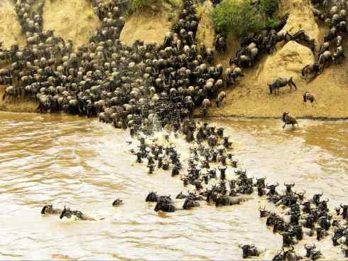 自然奇观：动物大迁徙(非洲大迁徙)
