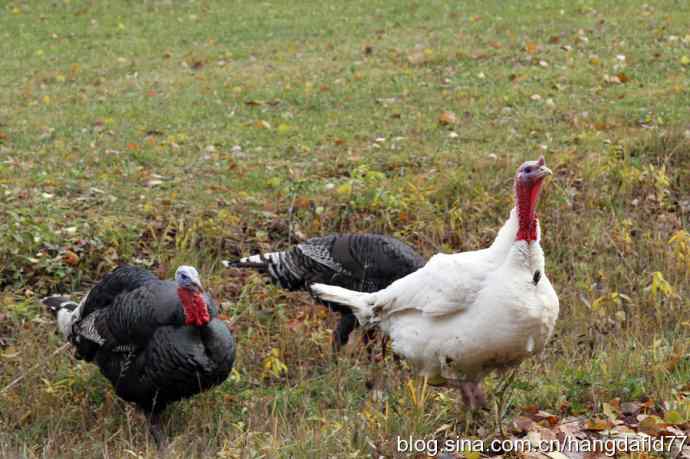 美国鸟类摄影——火鸡开屏