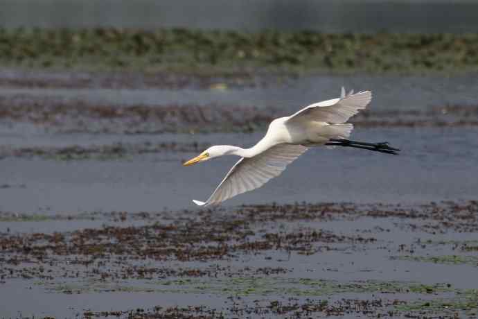 摄鸟拾趣 wbr wbr白鹭（二）