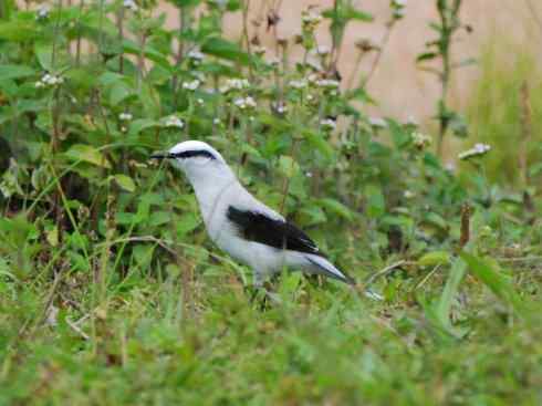 极品红色鸟类:朱红霸鶲 极品红色鸟类:朱红霸鶲