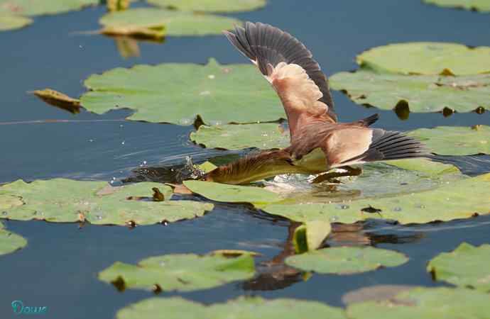 初到将府拍小鳽