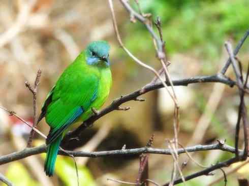 美丽无罪：雀鸟之叶鹎