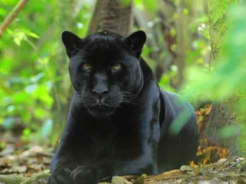 白虎：传说的兽原型探秘（美洲虎）