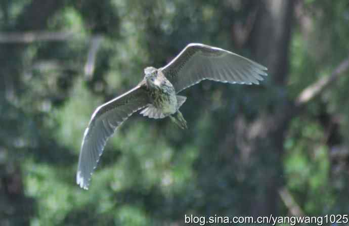 夜鹭（大丽抓拍）