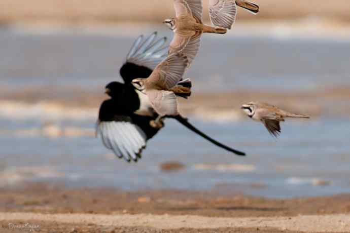 角百灵 wbr野鸭湖的一天