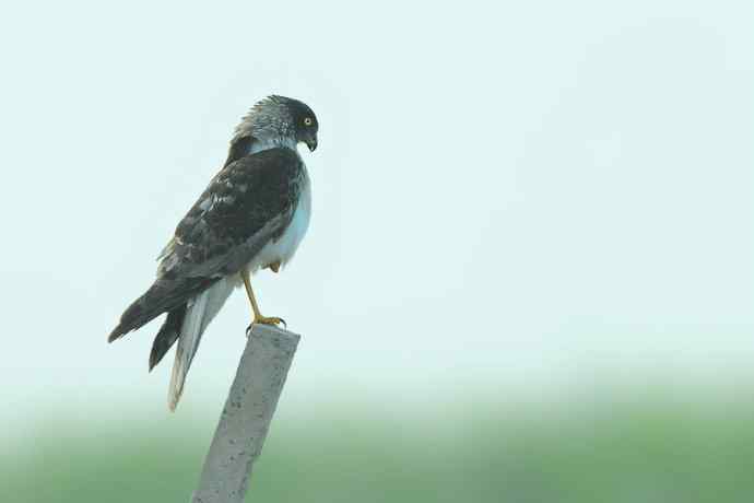 猛禽白腹鹞(雄性)