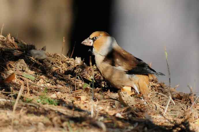 吃元宝枫果的锡嘴雀