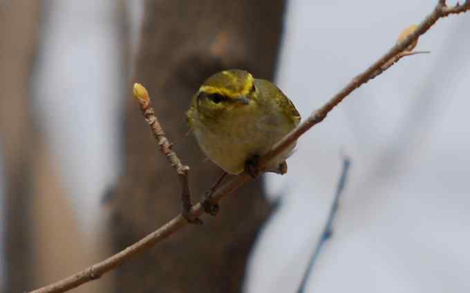 可爱好动的黄腰柳莺（组图）