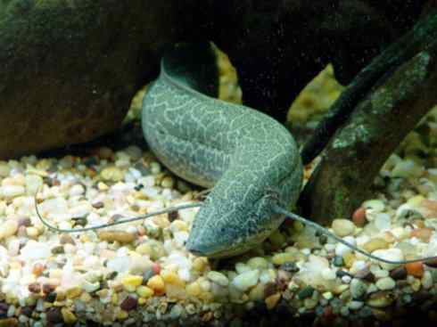 鱼类活化石：非洲肺鱼