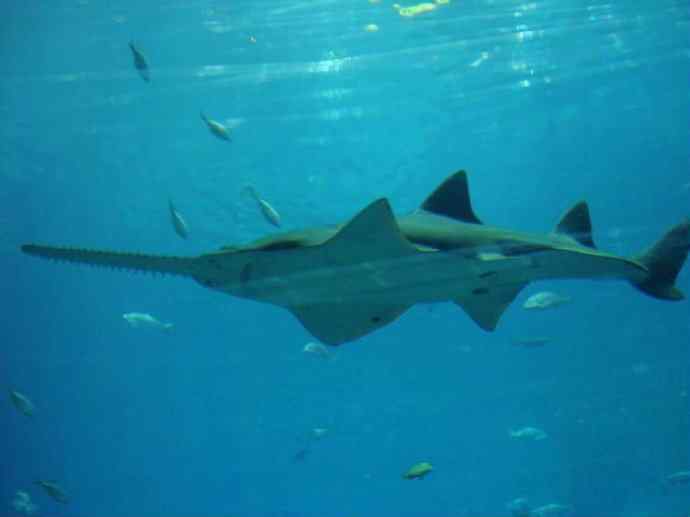 鱼类活化石：锯鳐