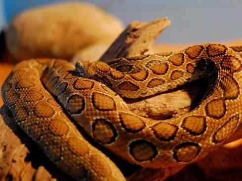 龙：传说的兽原型探秘（蝰蛇类）