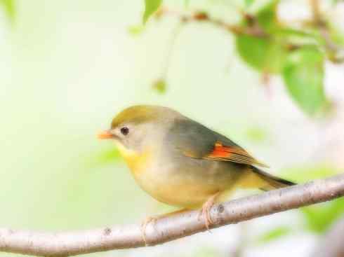 家禽驯化之源之十五