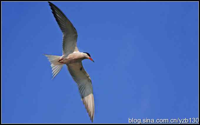 高尔基笔下的海燕是什么鸟？（组图）（蒙古行2）