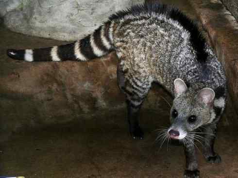 狈：传说的兽原型探秘（鬣狗）