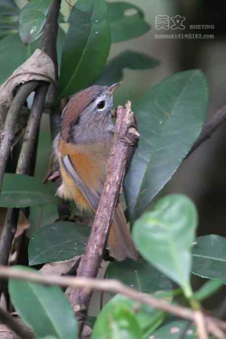 四川西昌鸟类摄影——棕头雀鹛