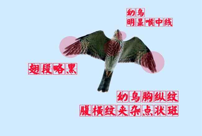 赤腹鹰:幼鸟 猛禽大全——中国东部地区27种迁徙类猛禽辨识