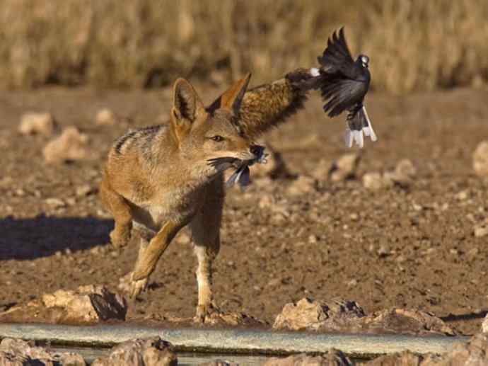 犬科：犬亚科犬属之金豺、黑背豺（胡狼类）