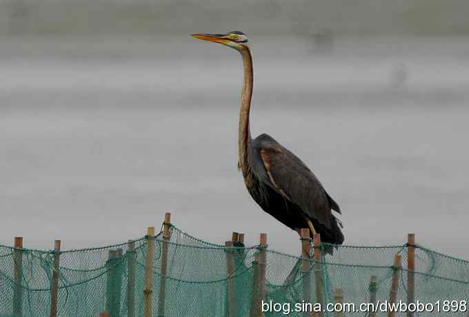 乌梁素海之草鹭鈥斺斈诿晒勰裥校ǘ）