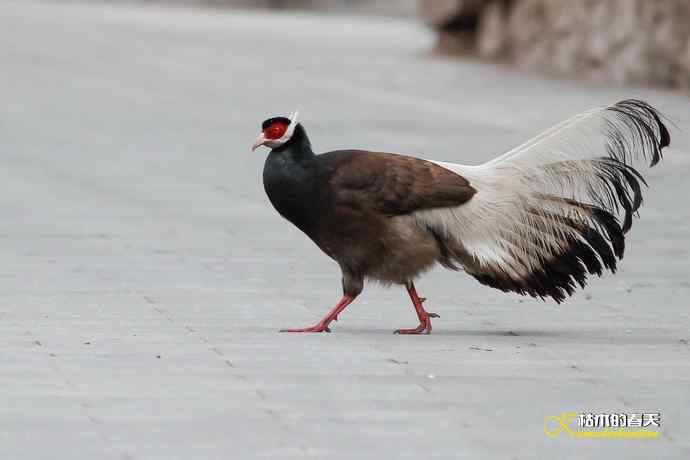 玄中古寺拍“褐马（鸡）”