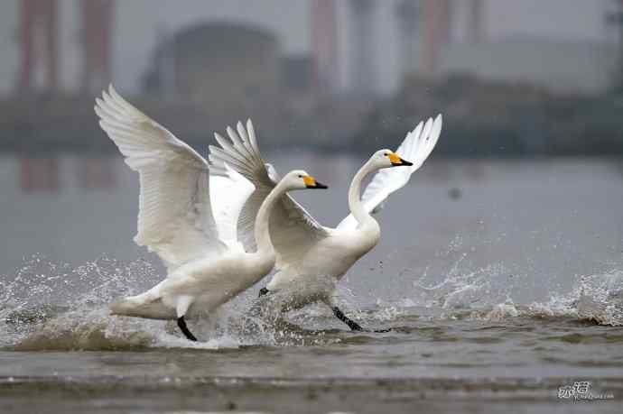 烟墩角&nbsp;wbr路&nbsp;wbr再次与大天鹅亲密相处