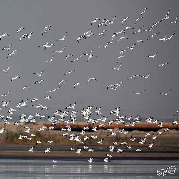 河北乐亭&nbsp;wbr路&nbsp;wbr反嘴鹬