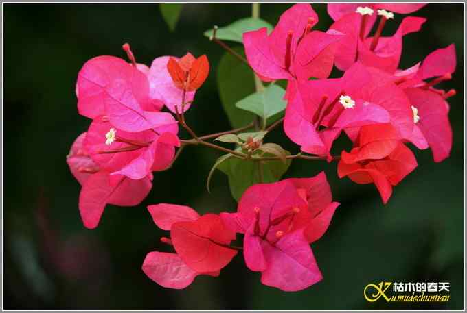 白头小鸟&bull;红嘴蓝鹊【照片】