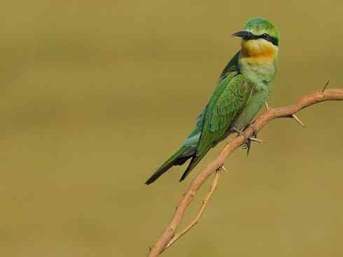 绝色攀禽：佛法僧目之蜂虎2