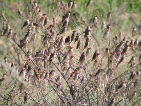 家禽驯化之源之二十四