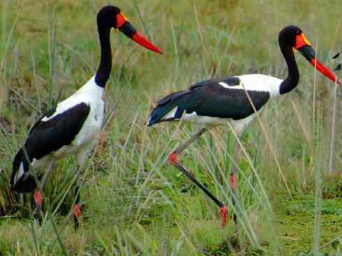 猎奇：奇特的鸟喙之六