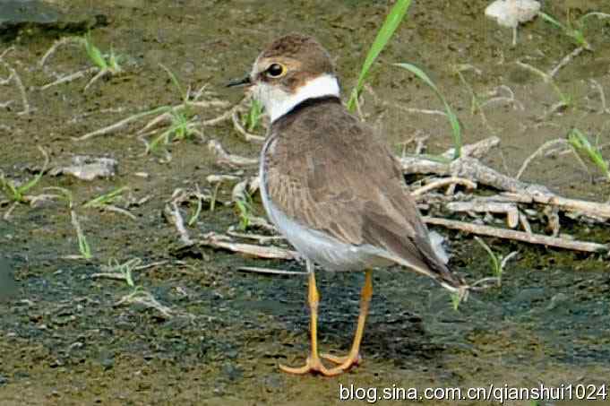 沙河水库.可爱小鸟环颈鸻