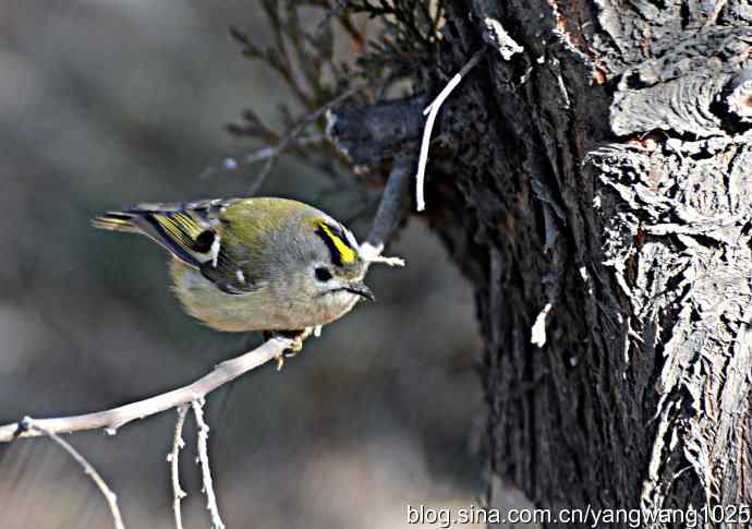 柏树丛中的戴菊 wbr3