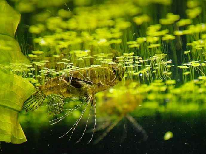 鱼类活化石:齿蝶鱼 鱼类活化石:齿蝶鱼