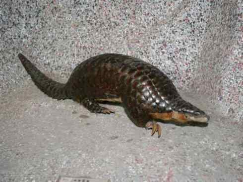 动物世界：山寨还是原创之六